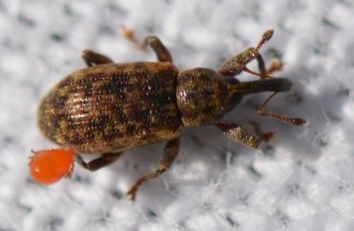 Réf. 305 488 : Dorytomus sp.
